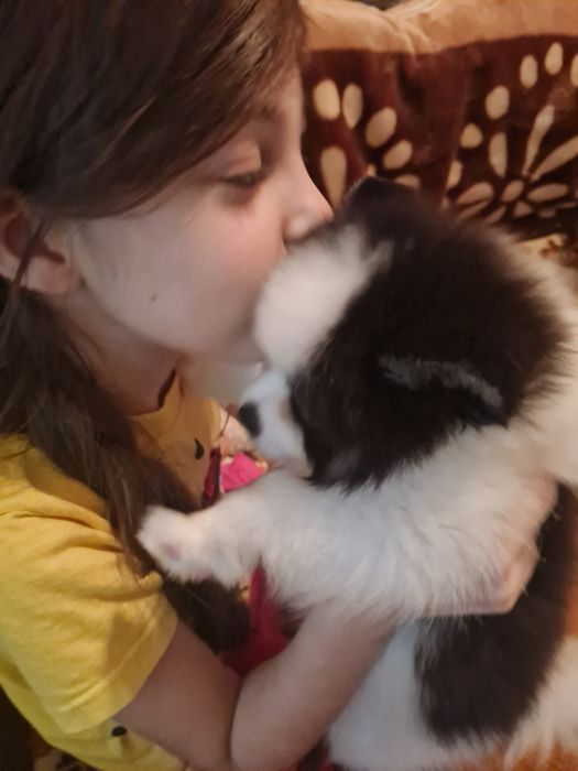 Вязка Шпиц средний, мальчик 3года, 7кг