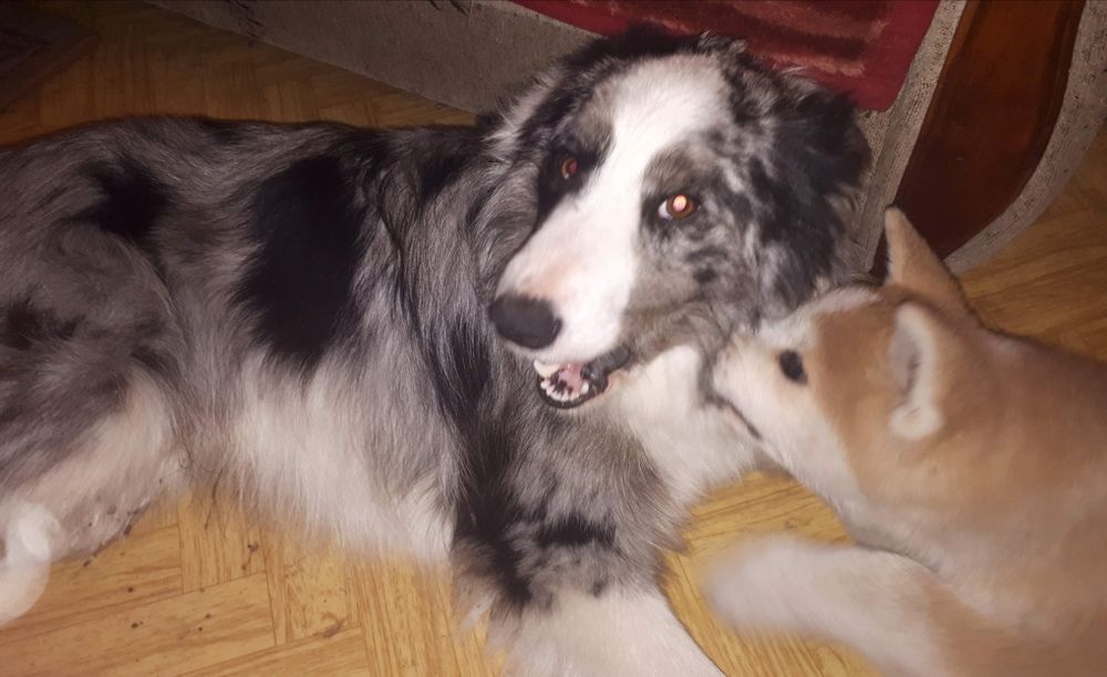 W dalszym ciągu szukam od 2023r