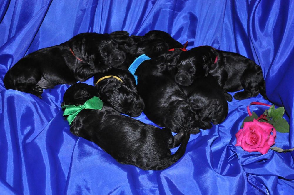 Цуценята чорного терьера