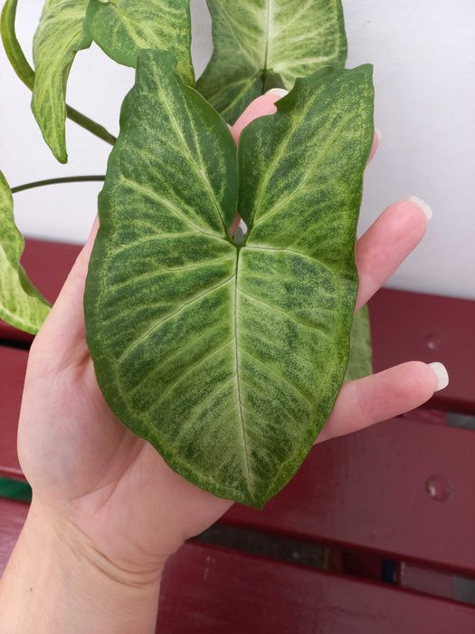 Syngonium Arrow - piękny kwiat - domowa nadprodukcja
