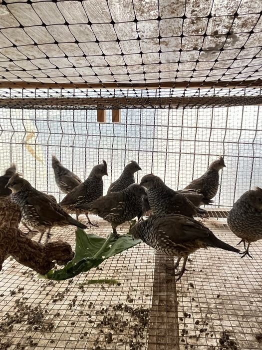 Machos perdiz escamosa