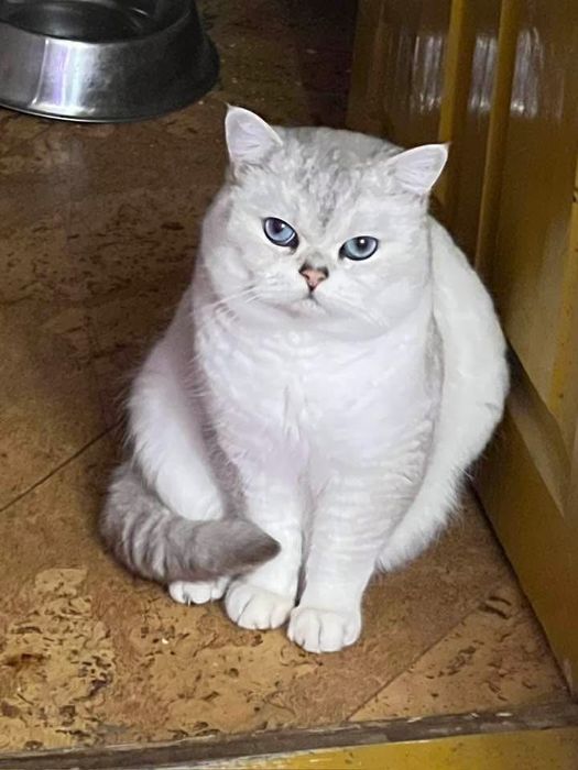 Котенята британської сріблястої шиншили.