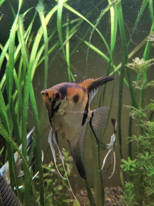 Sprzedam skalary manacapuru