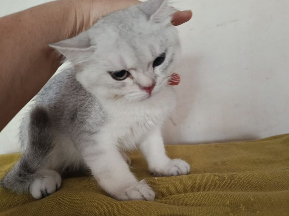 Срібляста шиншила кошеня хлопчик котик британський
