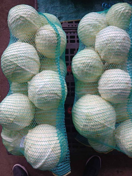 Капуста врожаю 2025р,чиста,ТІЛЬКИ ОПТ!