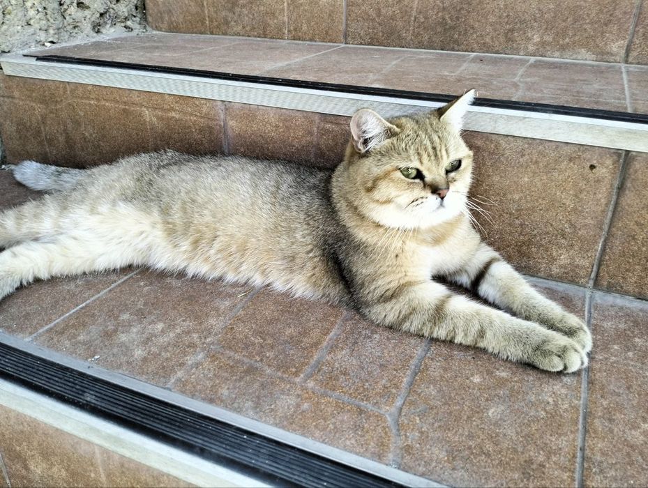 В’язка котів – золота шиншила