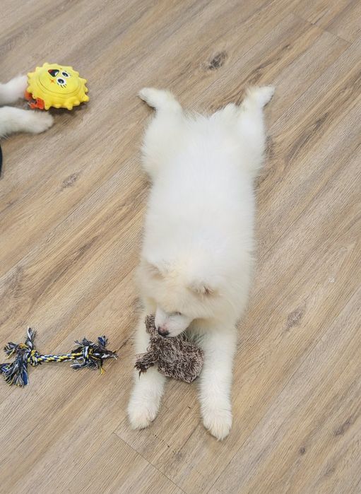 Maluszek Samoyed ZKwP FCI