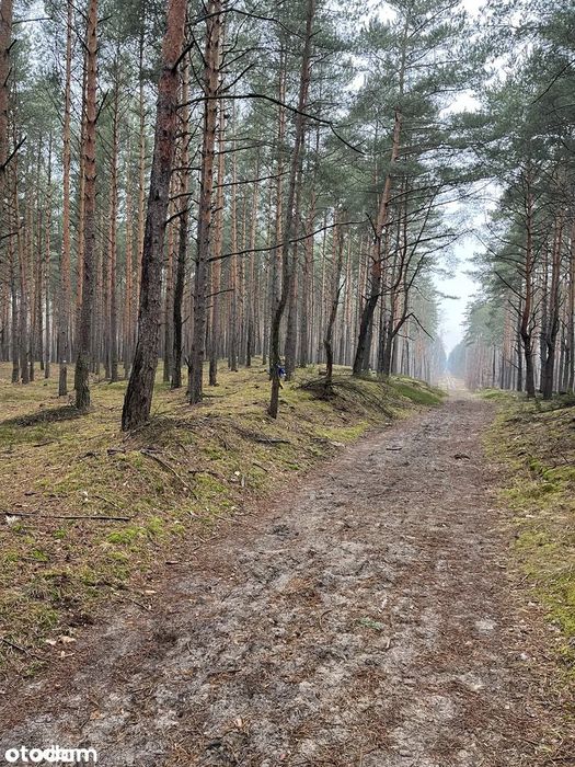 Działka budowlana z WZ Prąd, światłowód, Ślepa uliczka pod lasem