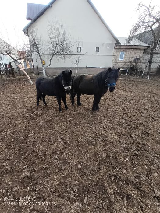 Продам гарні поні.