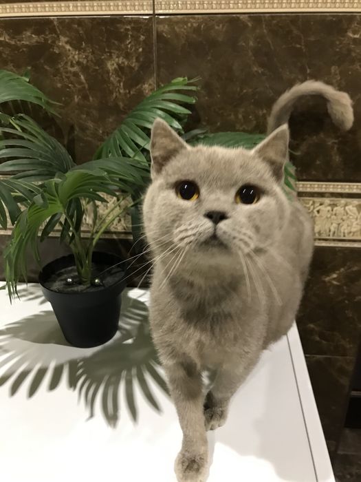 Молода шотландська кішка