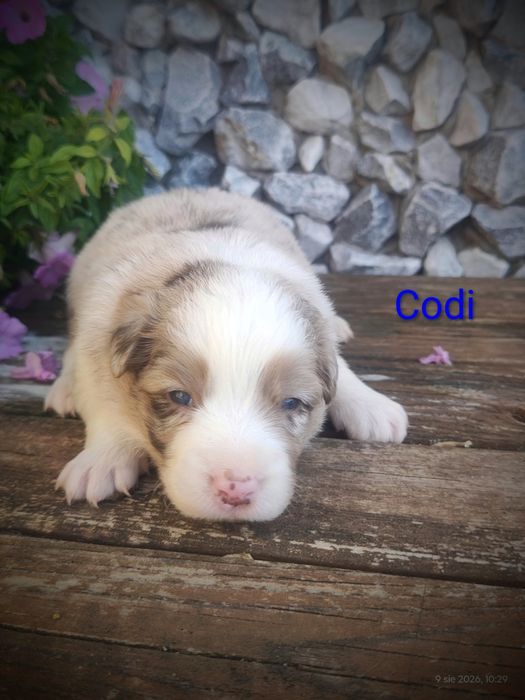 Border collie piesek red merle przebadani rodzice