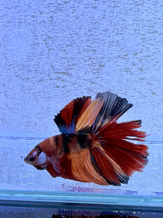 Bettas de seleção -Variedades de Importacão