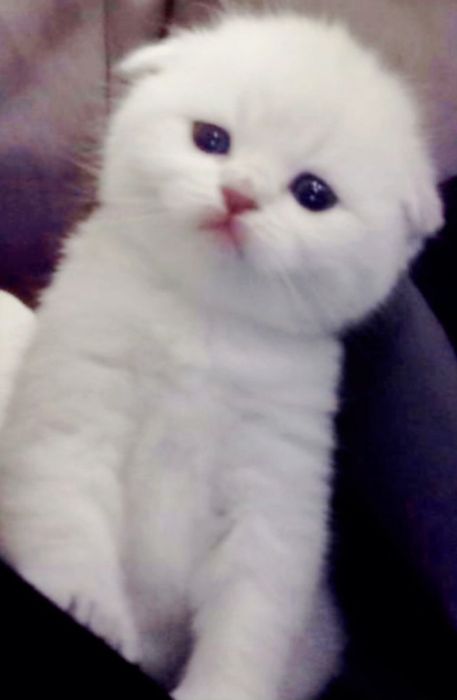 Чекає кицюнь!Чистокровний блакитноокий красень фолд !