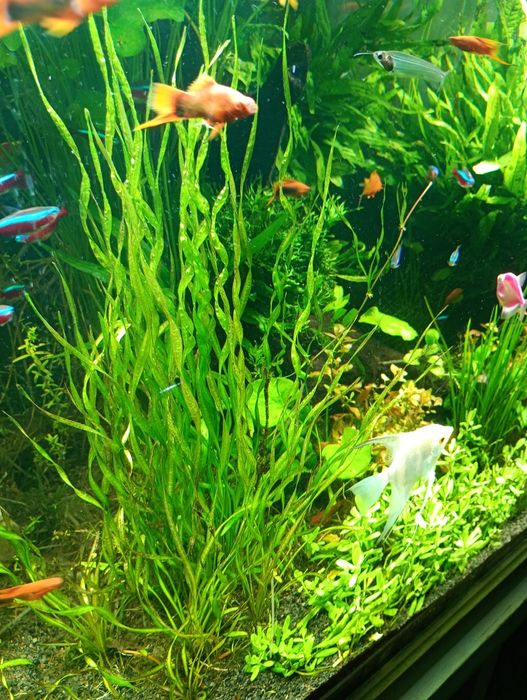 Echinodorus vesuvius