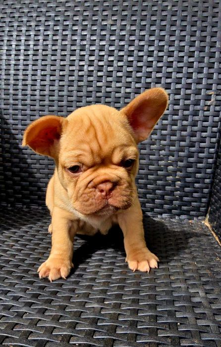 Bulldog Francês Macho