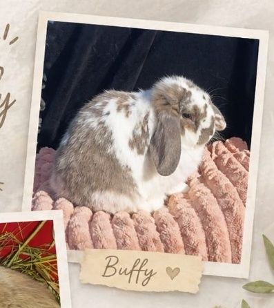 Mini Lop Preto – Muito Fofo e Carinhoso