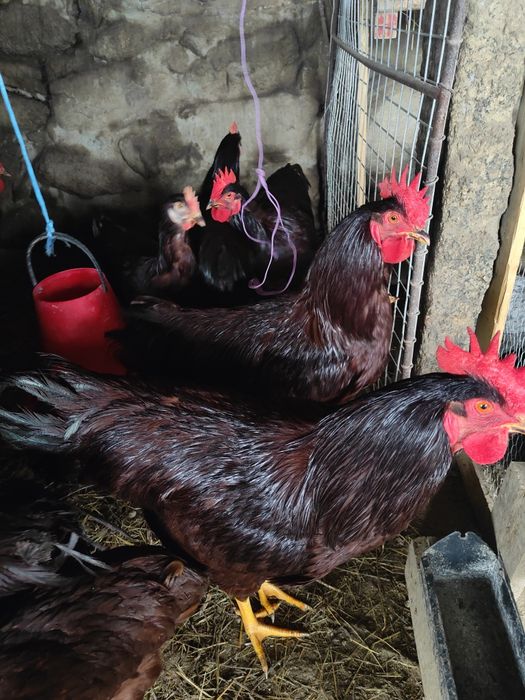 Galos Rhode Red Island