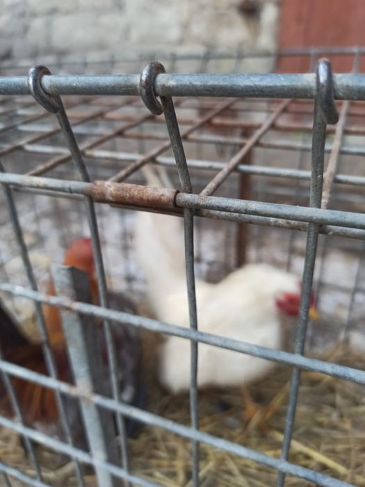 Sprzedam koguty seramy