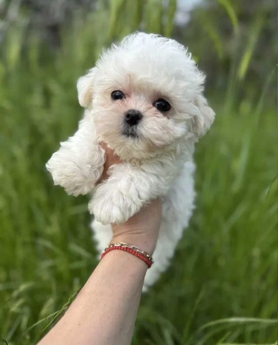 Bichon Maltês Macho