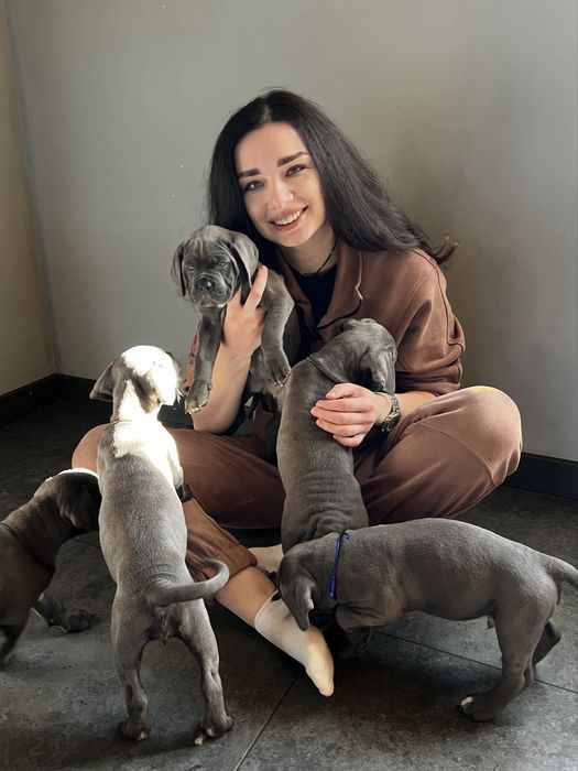 Цуценята Кане-корсо