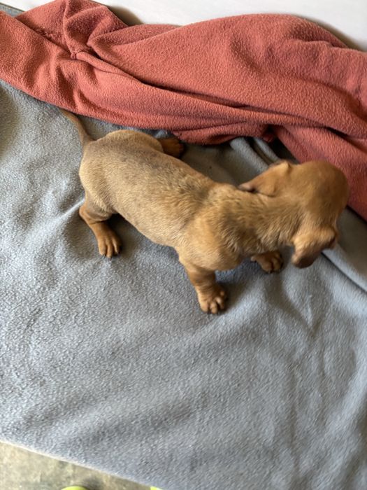 Teckel pelo curto miniatura