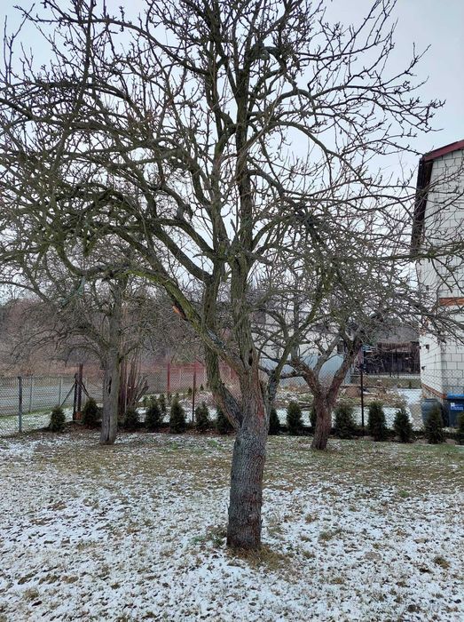 Drzewo grusza  do wędzenia palenia