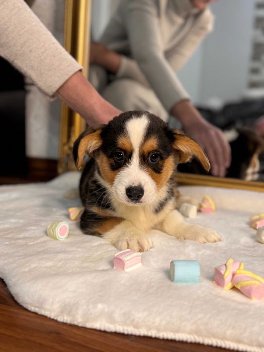 Шикарні цуцики Коргі Кардиган