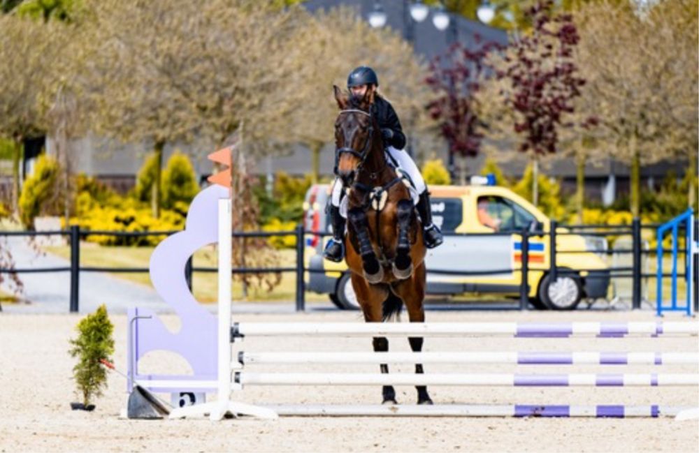 Dam w dzierzawe walacha do sportu