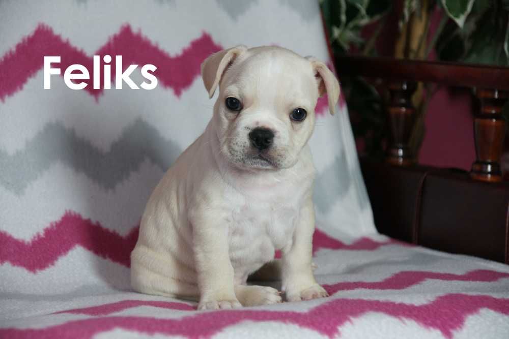 Do sprzedania Buldog Francuski Piesek