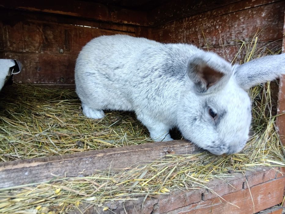 WJS olbrzym srebrzysty