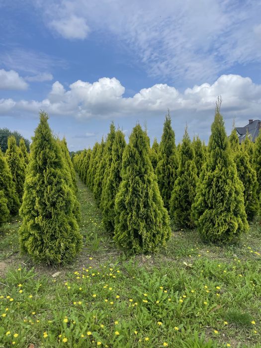 Tuja Brabant 270cm ‼️PRODUCENT‼️ Duże Thuje Brabant i Szmaragd