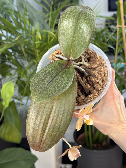 Орхідея парфумерна фабрика в асортименті