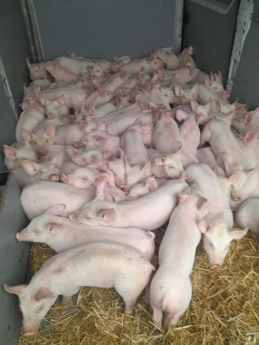 Поросята мясники