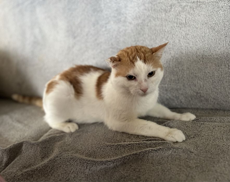 Kociaki szukają domków