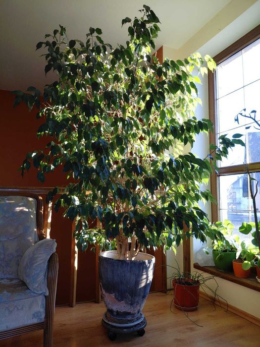 Ficus benjamina wys. 2,2 m