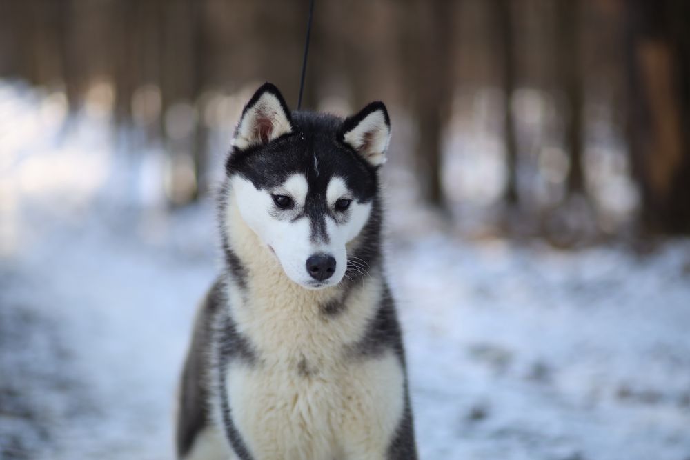 Siberian Husky do adopcji