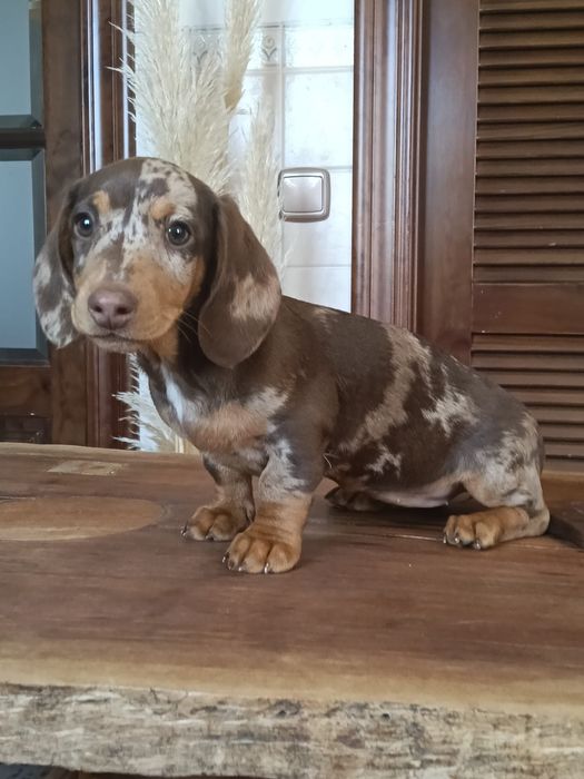 Teckel choco merle femea soberba