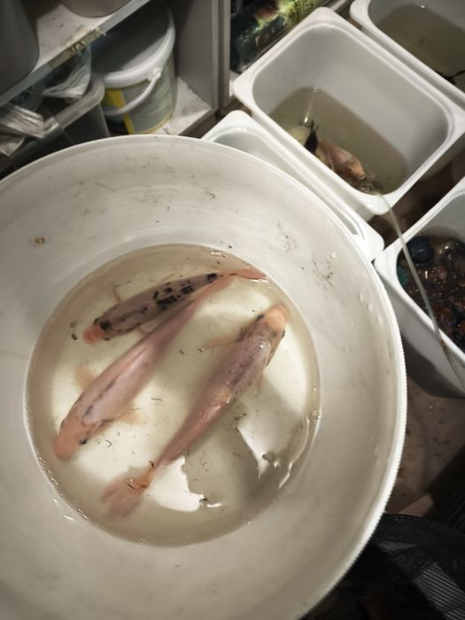 Carpas koi criação propria