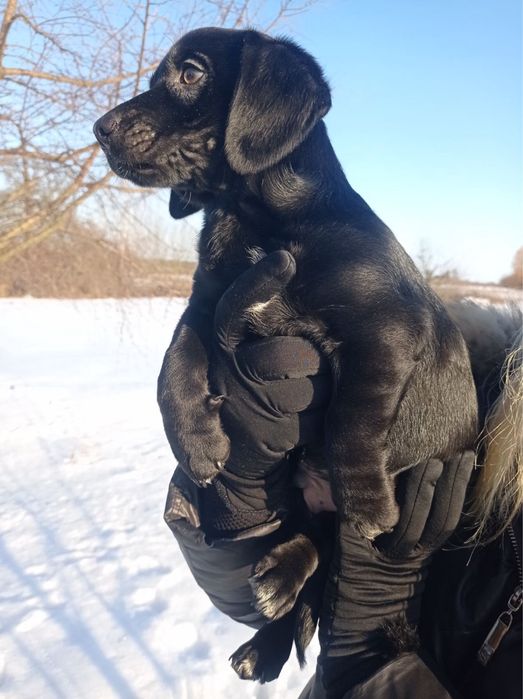 Віддамо цуцика в добрі руки