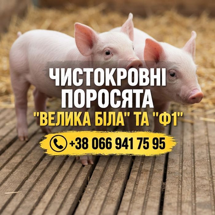 чистопородні Ф1 F1 та Йоркшир Велика Біла свині поросята племінні