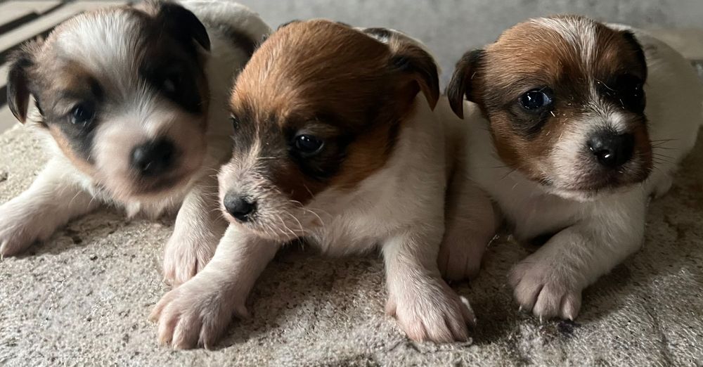 Jack Russell Terrier Suczka od # Smartie Jacks# cute female