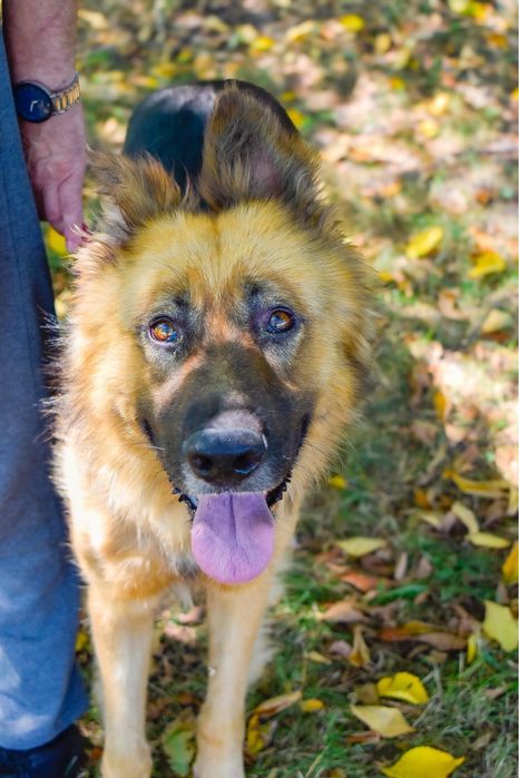 Cywil- pies w typie owczarka niemieckiego do adopcji