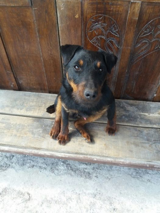 Ягдтерьер для вязки