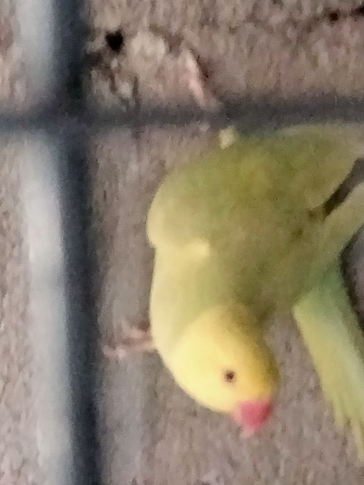 Casal de ring necks adulto