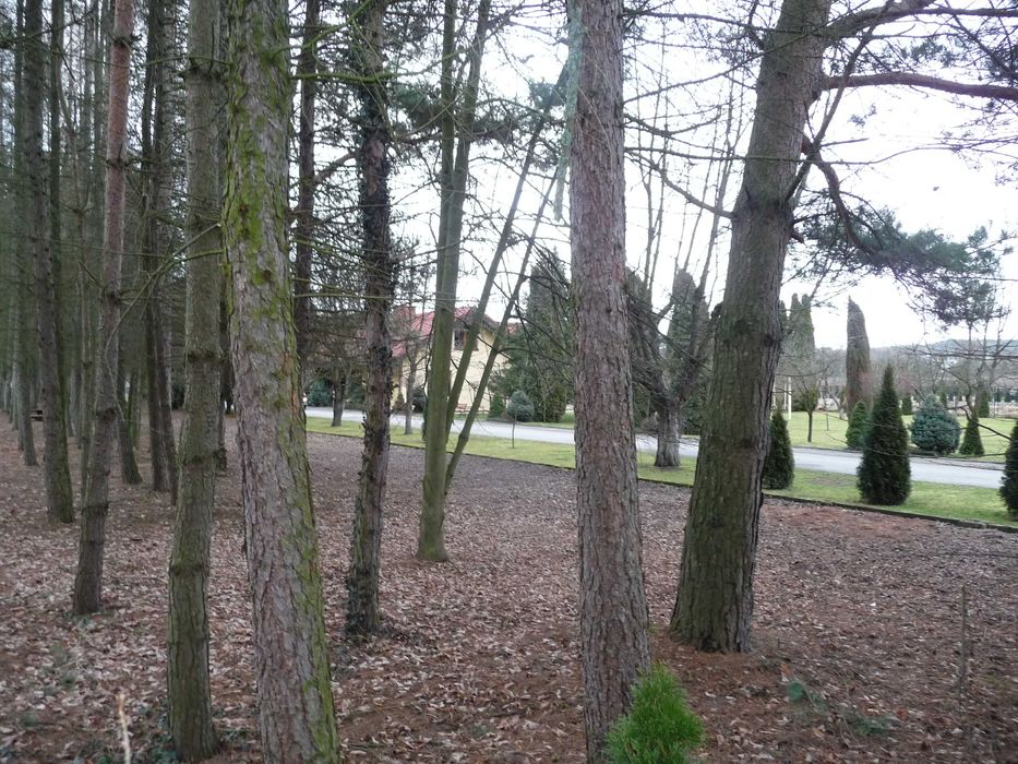 dłużyce drzewo modrzew i sosna sprzedam z wycięciem i porządkowaniem terenu