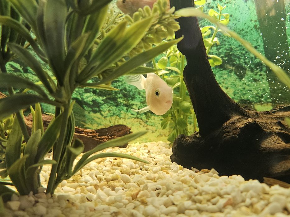 Sprzedam Pielęgnicę Papuzią