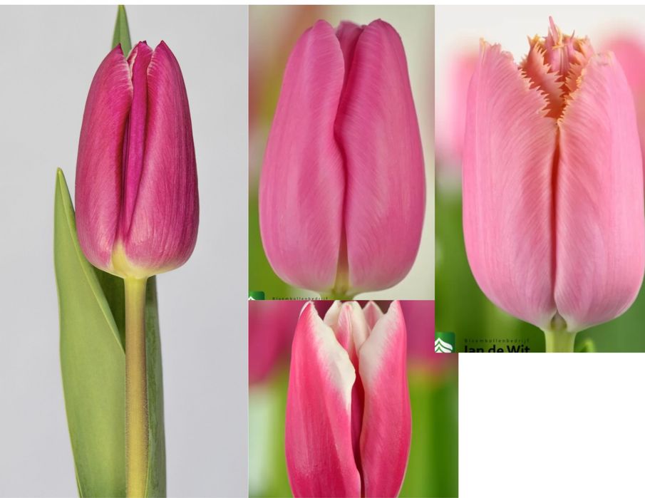 Тюльпани до 8 Березня | Передзамовлення | Понад 30 сортів