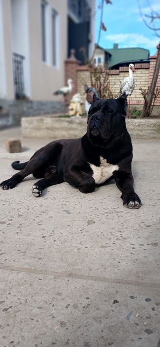 Вязка Кане-корсо