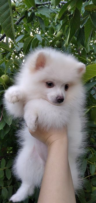 Маленька світленька