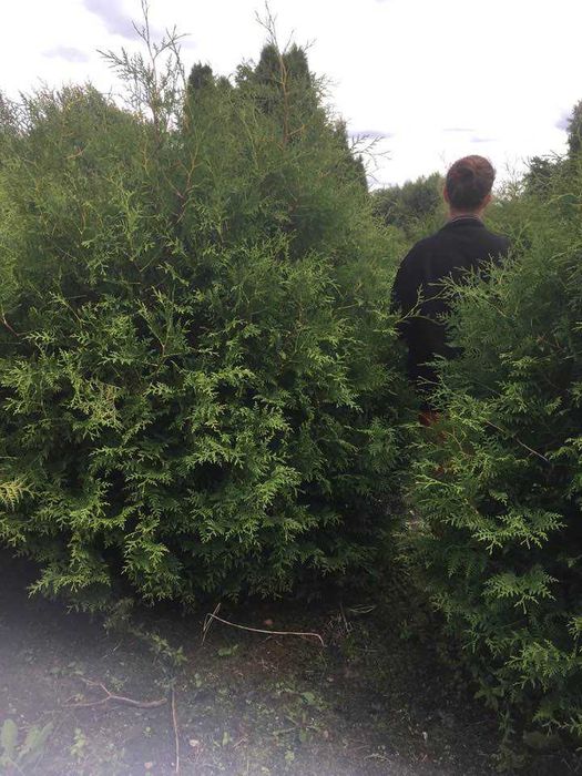 Tuja brabant do 350cm  bardzo gęsta